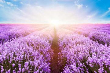 Lavender 'Provence' 3.5 Inch