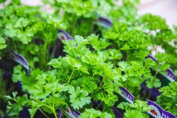 Curly Parsley 3.5 Inch