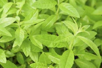 Lemon Verbena 3.5 Inch