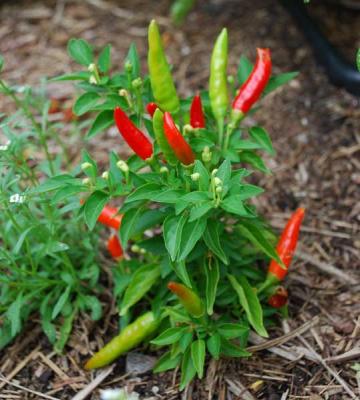 Hot Pepper 'Super Chili' 3.5"