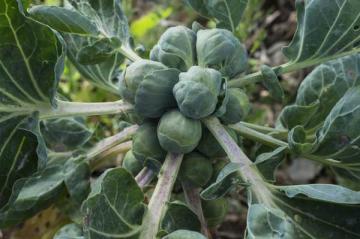 Brussels Sprout 'Jade Cross'