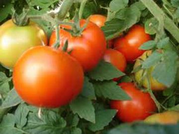 Container Tomato 'Early Girl Bush' 3.5"