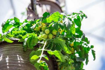 Tomato 'Tumbler' 12" Hanging Basket