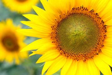 Sunflower 'Mammoth' 3.5"