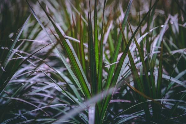 Spikes Dragon Tree 'Magenta' Quart