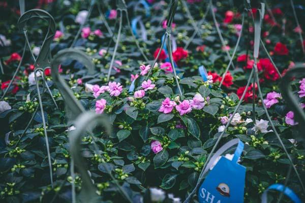 Impatiens Double Assorted Colors 10"s