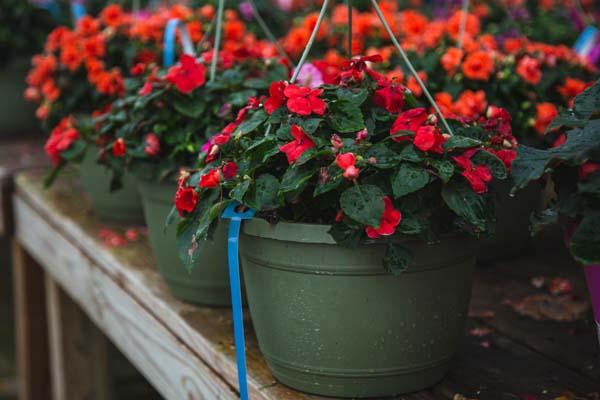 Impatiens Assorted 10" Hanging Basket