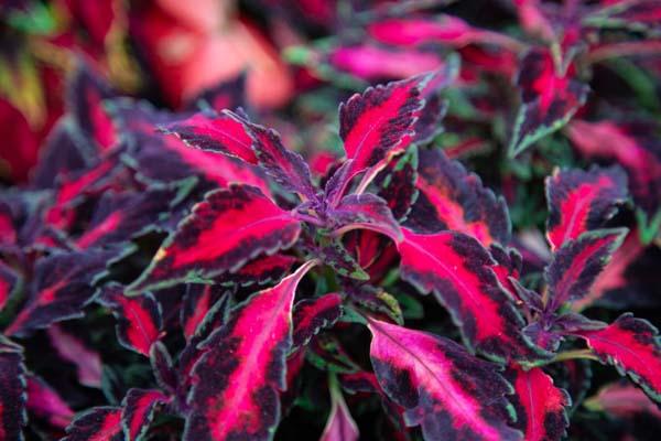 Departments - Coleus ‘Carnival’ Quart