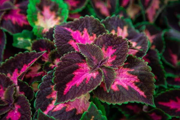 Coleus 'Fifth Ave' Quart