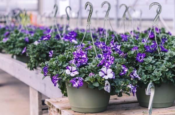 Petunia NightSky&reg; 10" Hanging Basket