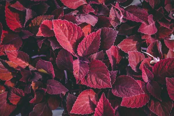 Coleus ColorBlaze&reg; Rediculous&reg; Quart