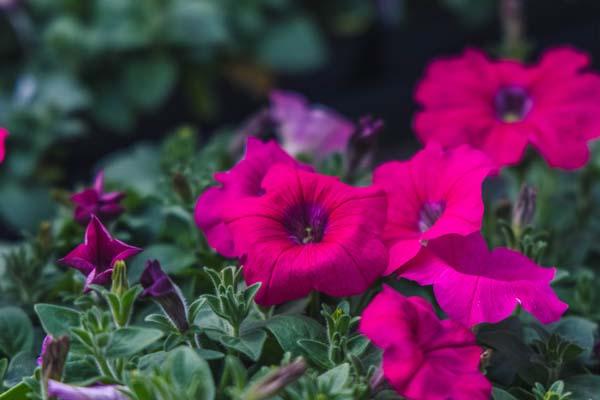 Petunia Madness&reg; Rose Cell Pack