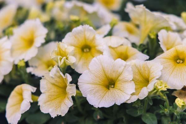 Petunia Madness&reg; Yellow Cell Pack