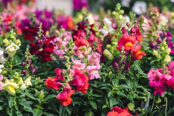 Snapdragon Snapshot&trade; Mix Cell Pack