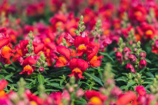 Snapdragon Snapshot&trade; Orange Cell Pack