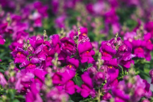 Snapdragon Snapshot&trade; Purple Cell Pack