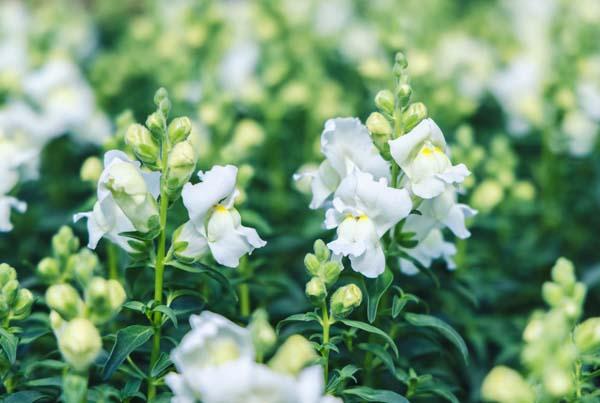 Snapdragon Snapshot&trade; White Cell Pack