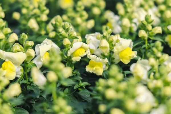 Snapdragon Snapshot&trade; Yellow Cell Pack