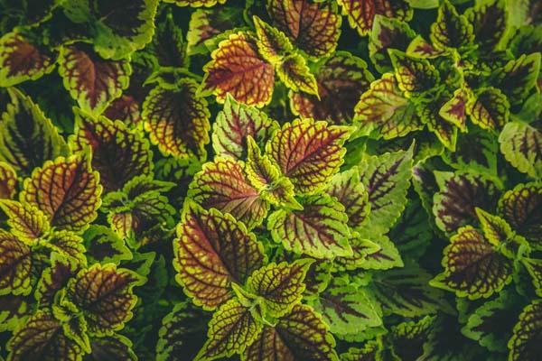 Coleus ColorBlaze&reg; Golden Dreams&trade; Quart