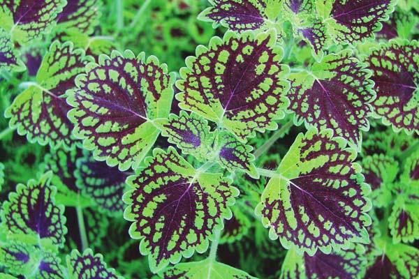 Coleus ColorBlaze&reg; 'Chocolate Drop' Quart