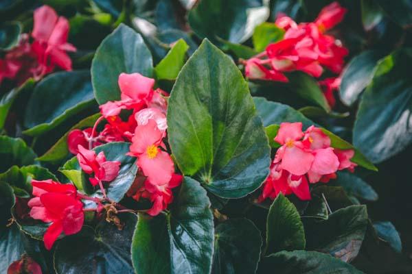 Begonia 'Dragon Wing' 10" Hanging Basket