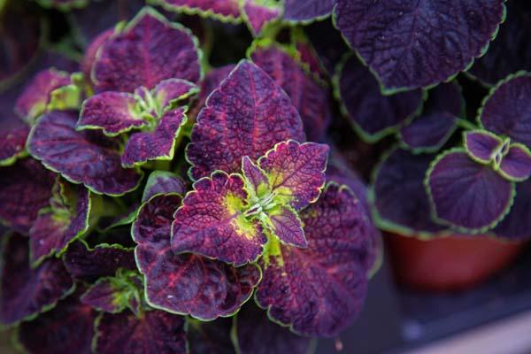 Coleus ColorBlaze&reg; 'Dipt in Wine' Quart