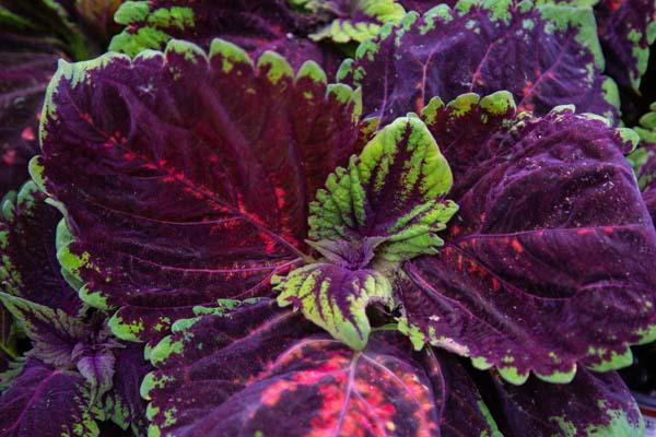 Coleus Kong&reg; Red Quart