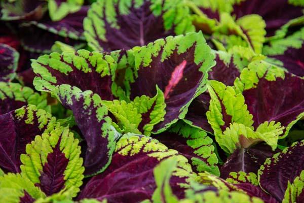 Coleus Kong&reg; Rose Quart
