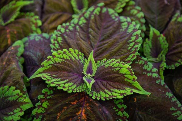 Coleus Kong&reg; Salmon Quart