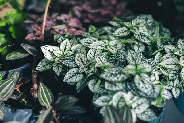 Polka Dot Plant 'White Splash'  Quart