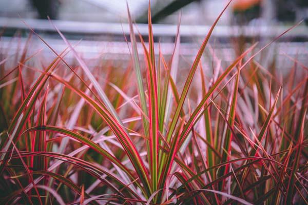 Spikes Dragon Tree 'Colorama' Quart