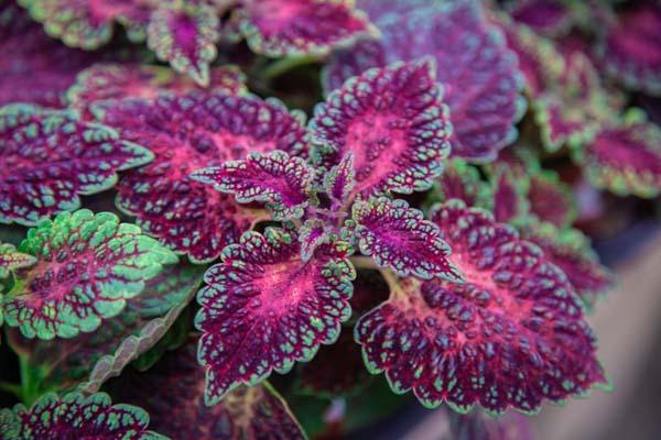 Coleus 'Watermelon' Quart