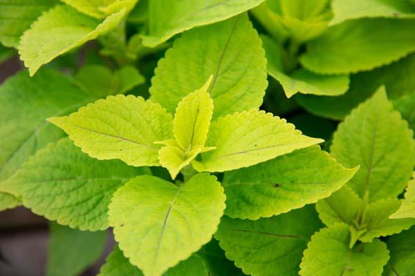 Coleus 'Gays Delight' Quart