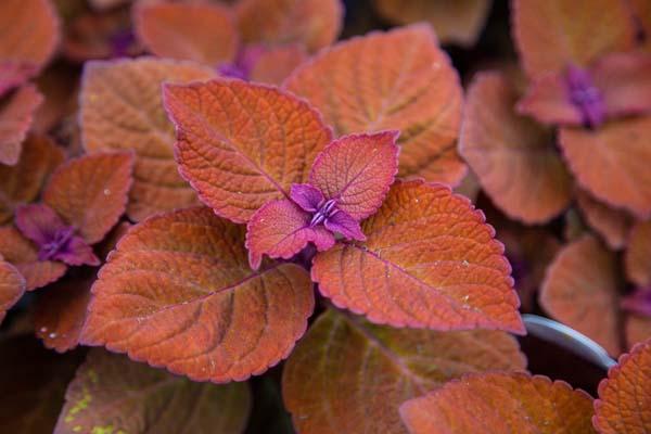 Coleus 'Campfire' Quart