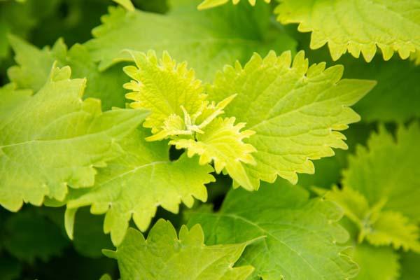 Coleus 'Wasabi' Quart