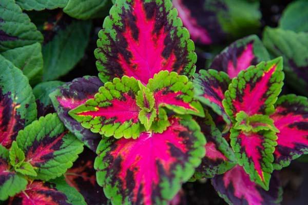 Coleus 'French Quarter' Quart