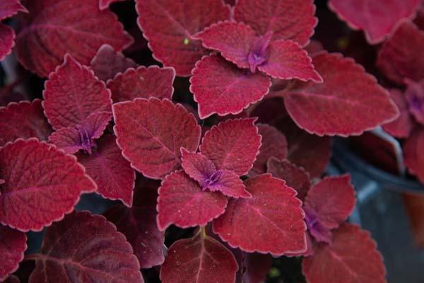 Coleus 'Ruby Slippers' Quart