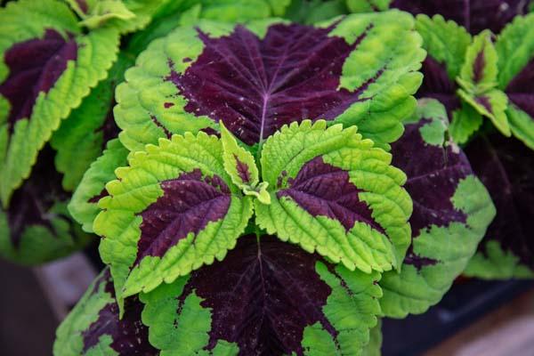 Coleus Kong&reg; 'Lime Sprite' Quart