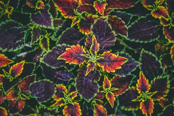 Coleus ColorBlaze&reg; 'El Brighto' Quart