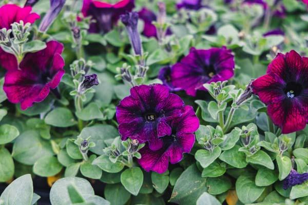 Petunia Madness&reg; Burgundy Cell Pack