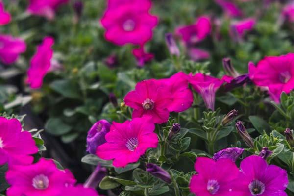 Petunia Madness&reg; Pink Cell Pack