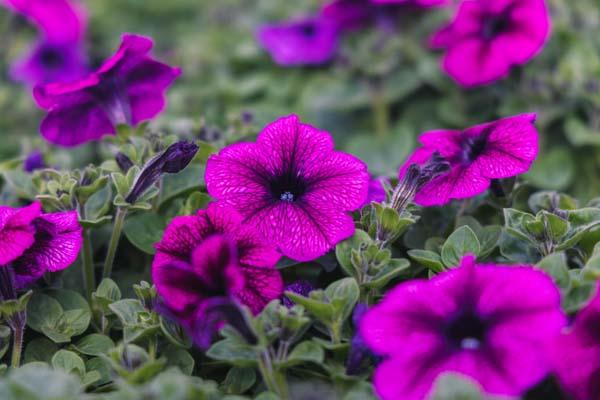 Petunia Madness&reg; Plum Cell Pack