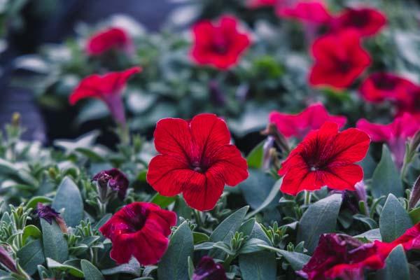 Petunia Madness&reg; Red Cell Pack