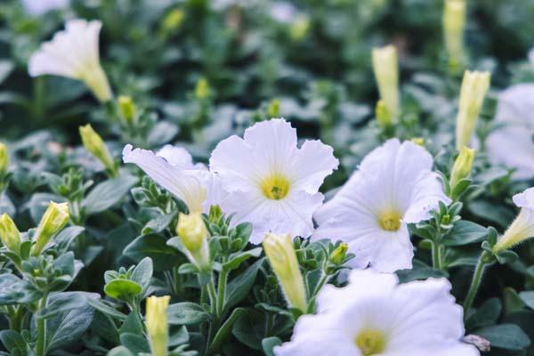 Petunia Madness&reg; White Cell Pack