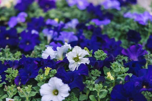 Petunia Dreams&trade; Waterfall Mix Cell Pack
