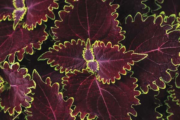 Coleus ColorBlaze&reg; Wicked Witch&trade; Quart