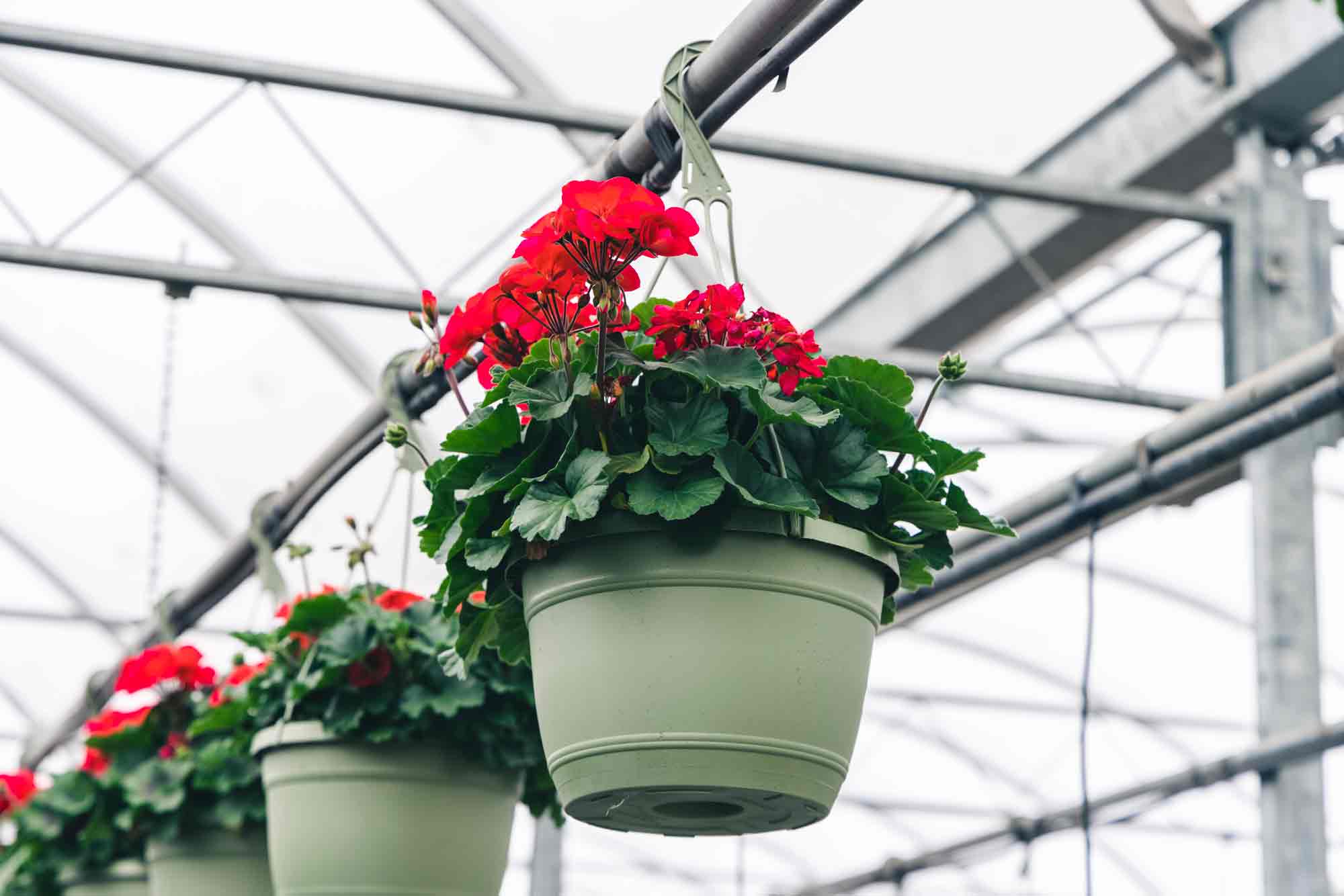 Ivy Geranium Assorted 10 Inch Hanging Basket