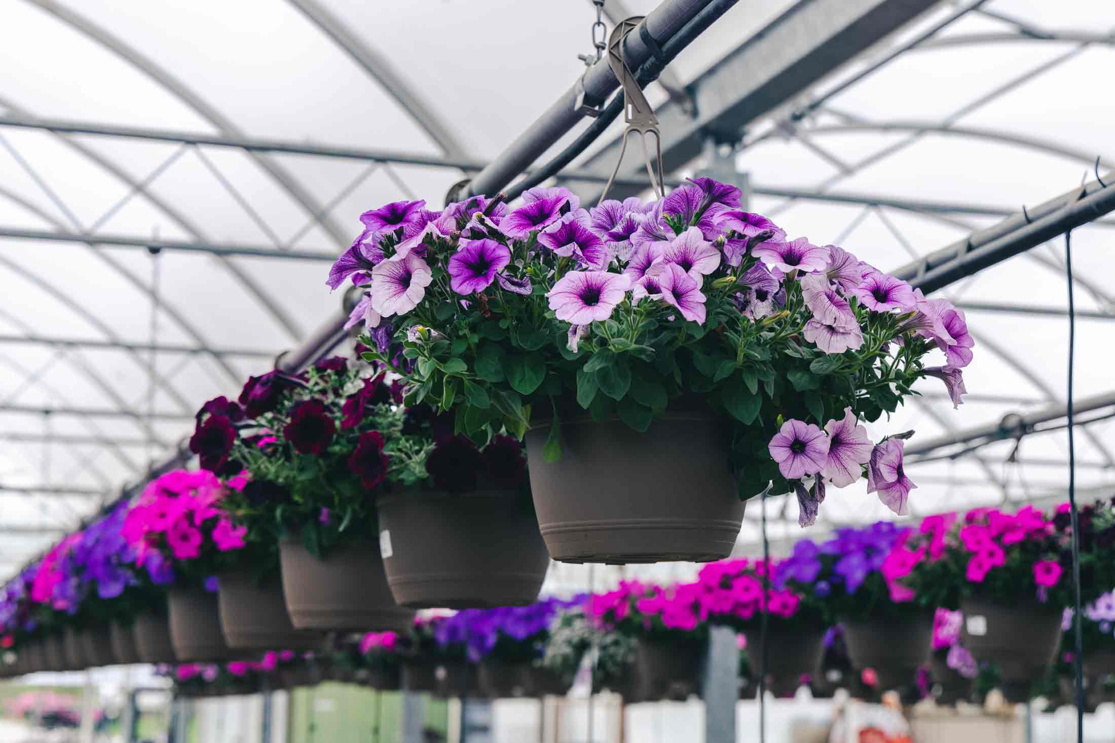 Petunia Assorted 10" Hanging Basket