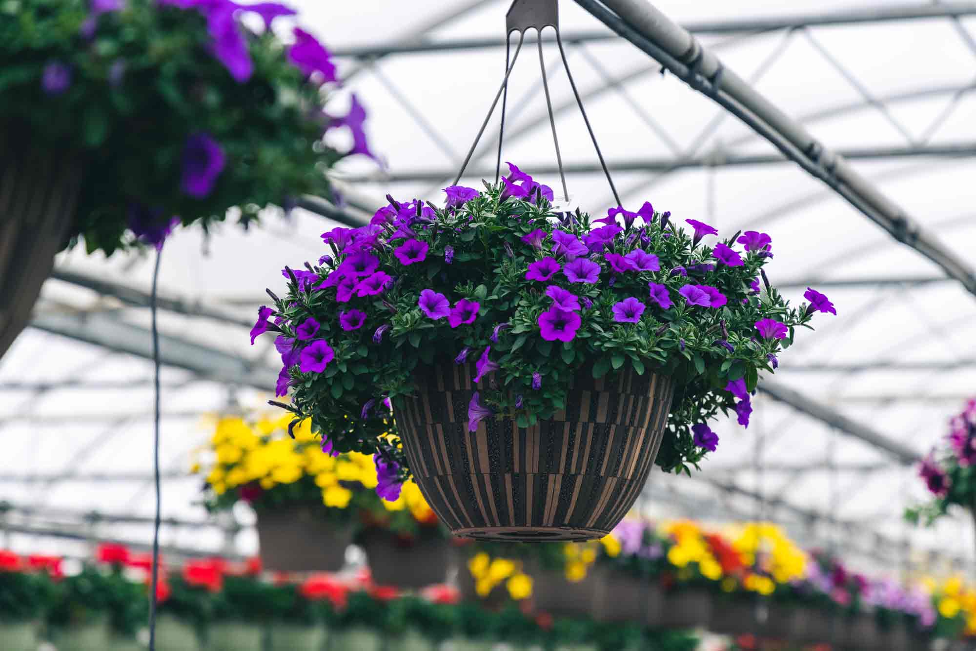 Supertunia&reg; Mini Vista&reg; Indigo 12" Hanging Basket