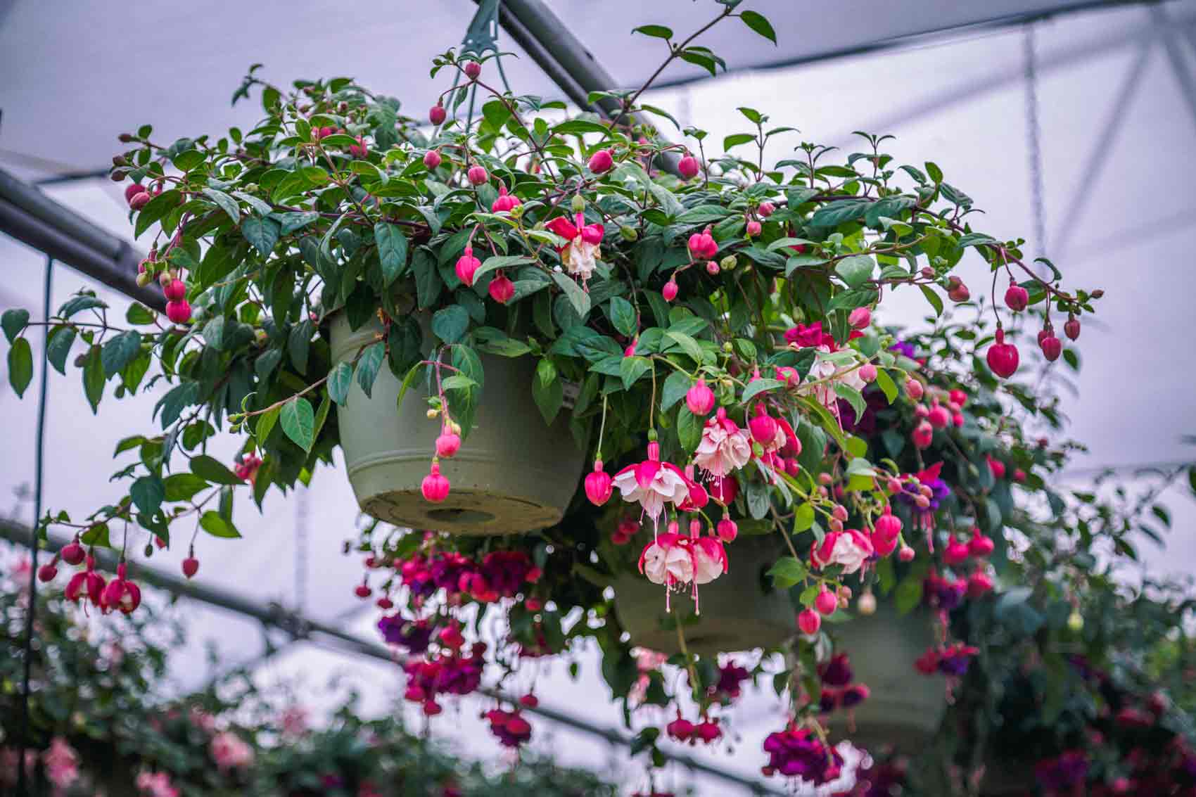 Fuchsia Assorted 12" Hanging Basket